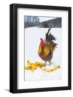 Free-Range Maran (Blue Copper Color) Rooster in Snowy Field with Corn Cobs, Higganum-Lynn M^ Stone-Framed Photographic Print
