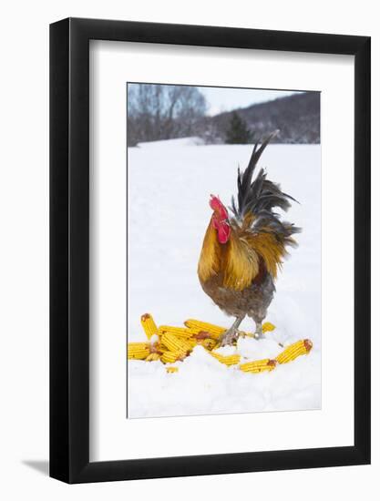 Free-Range Maran (Blue Copper Color) Rooster in Snowy Field with Corn Cobs, Higganum-Lynn M^ Stone-Framed Photographic Print