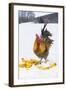 Free-Range Maran (Blue Copper Color) Rooster in Snowy Field with Corn Cobs, Higganum-Lynn M^ Stone-Framed Photographic Print