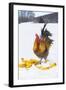 Free-Range Maran (Blue Copper Color) Rooster in Snowy Field with Corn Cobs, Higganum-Lynn M^ Stone-Framed Photographic Print