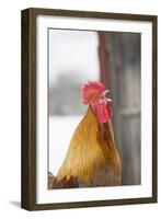 Free-Range Maran (Blue Copper Color)-Lynn M^ Stone-Framed Photographic Print