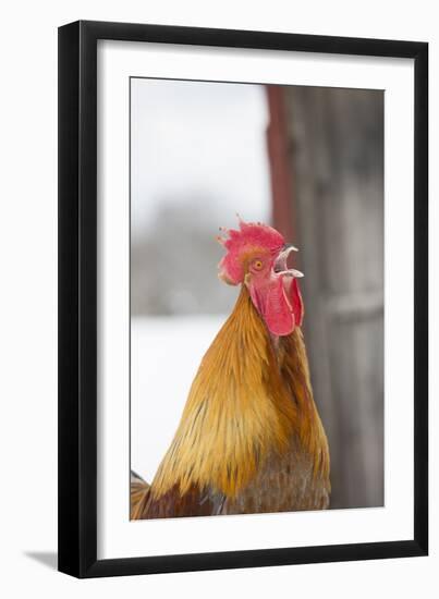 Free-Range Maran (Blue Copper Color)-Lynn M^ Stone-Framed Photographic Print