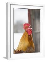 Free-Range Maran (Blue Copper Color)-Lynn M^ Stone-Framed Photographic Print