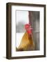 Free-Range Maran (Blue Copper Color)-Lynn M^ Stone-Framed Photographic Print