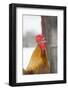 Free-Range Maran (Blue Copper Color)-Lynn M^ Stone-Framed Photographic Print