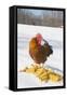 Free-Range New Hampshire (Breed) Rooster by Corn Pile in Snow-Covered Field, Higganum-Lynn M^ Stone-Framed Stretched Canvas