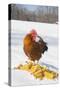 Free-Range New Hampshire (Breed) Rooster by Corn Pile in Snow-Covered Field, Higganum-Lynn M^ Stone-Stretched Canvas