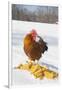 Free-Range New Hampshire (Breed) Rooster by Corn Pile in Snow-Covered Field, Higganum-Lynn M^ Stone-Framed Premium Photographic Print