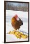 Free-Range New Hampshire (Breed) Rooster by Corn Pile in Snow-Covered Field, Higganum-Lynn M^ Stone-Framed Premium Photographic Print