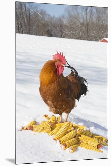 Free-Range New Hampshire (Breed) Rooster by Corn Pile in Snow-Covered Field, Higganum-Lynn M^ Stone-Mounted Premium Photographic Print