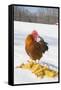 Free-Range New Hampshire (Breed) Rooster by Corn Pile in Snow-Covered Field, Higganum-Lynn M^ Stone-Framed Stretched Canvas