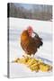 Free-Range New Hampshire (Breed) Rooster by Corn Pile in Snow-Covered Field, Higganum-Lynn M^ Stone-Stretched Canvas