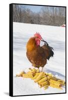 Free-Range New Hampshire (Breed) Rooster by Corn Pile in Snow-Covered Field, Higganum-Lynn M^ Stone-Framed Stretched Canvas