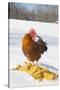 Free-Range New Hampshire (Breed) Rooster by Corn Pile in Snow-Covered Field, Higganum-Lynn M^ Stone-Stretched Canvas