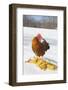 Free-Range New Hampshire (Breed) Rooster by Corn Pile in Snow-Covered Field, Higganum-Lynn M^ Stone-Framed Photographic Print