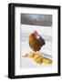 Free-Range New Hampshire (Breed) Rooster by Corn Pile in Snow-Covered Field, Higganum-Lynn M^ Stone-Framed Photographic Print