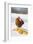 Free-Range New Hampshire (Breed) Rooster by Corn Pile in Snow-Covered Field, Higganum-Lynn M^ Stone-Framed Photographic Print