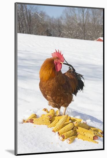 Free-Range New Hampshire (Breed) Rooster by Corn Pile in Snow-Covered Field, Higganum-Lynn M^ Stone-Mounted Photographic Print