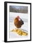 Free-Range New Hampshire (Breed) Rooster by Corn Pile in Snow-Covered Field, Higganum-Lynn M^ Stone-Framed Photographic Print