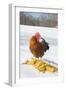 Free-Range New Hampshire (Breed) Rooster by Corn Pile in Snow-Covered Field, Higganum-Lynn M^ Stone-Framed Photographic Print