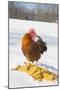 Free-Range New Hampshire (Breed) Rooster by Corn Pile in Snow-Covered Field, Higganum-Lynn M^ Stone-Mounted Photographic Print