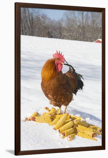 Free-Range New Hampshire (Breed) Rooster by Corn Pile in Snow-Covered Field, Higganum-Lynn M^ Stone-Framed Photographic Print