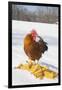 Free-Range New Hampshire (Breed) Rooster by Corn Pile in Snow-Covered Field, Higganum-Lynn M^ Stone-Framed Photographic Print