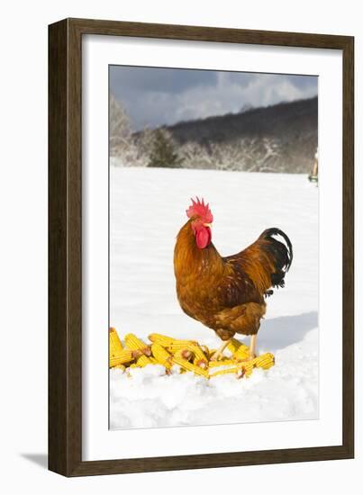 Free-Range New Hampshire (Breed)-Lynn M^ Stone-Framed Photographic Print