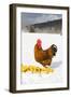 Free-Range New Hampshire (Breed)-Lynn M^ Stone-Framed Photographic Print