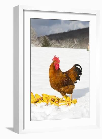 Free-Range New Hampshire (Breed)-Lynn M^ Stone-Framed Photographic Print