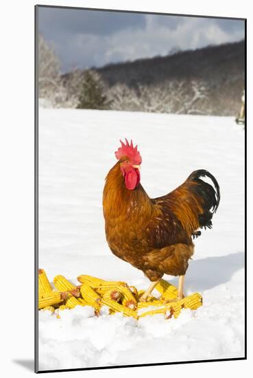 Free-Range New Hampshire (Breed)-Lynn M^ Stone-Mounted Photographic Print