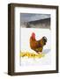 Free-Range New Hampshire (Breed)-Lynn M^ Stone-Framed Photographic Print