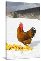 Free-Range New Hampshire (Breed)-Lynn M^ Stone-Stretched Canvas