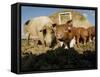 Free Range Organic Pig Sow with Piglets, Wiltshire, UK-T.j. Rich-Framed Stretched Canvas