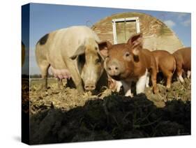 Free Range Organic Pig Sow with Piglets, Wiltshire, UK-T.j. Rich-Stretched Canvas