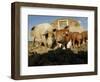 Free Range Organic Pig Sow with Piglets, Wiltshire, UK-T.j. Rich-Framed Premium Photographic Print