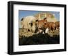 Free Range Organic Pig Sow with Piglets, Wiltshire, UK-T.j. Rich-Framed Premium Photographic Print