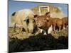 Free Range Organic Pig Sow with Piglets, Wiltshire, UK-T.j. Rich-Mounted Premium Photographic Print