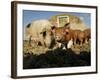 Free Range Organic Pig Sow with Piglets, Wiltshire, UK-T.j. Rich-Framed Photographic Print