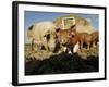 Free Range Organic Pig Sow with Piglets, Wiltshire, UK-T.j. Rich-Framed Photographic Print