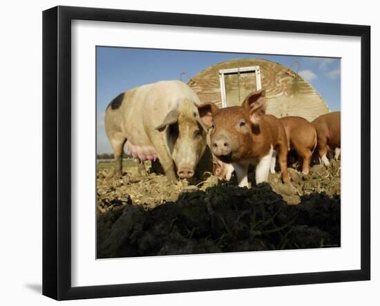 Free Range Organic Pig Sow with Piglets, Wiltshire, UK-T.j. Rich-Framed Photographic Print