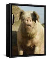 Free Range Organic Sow Portrait, Wiltshire, UK-T.j. Rich-Framed Stretched Canvas