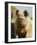 Free Range Organic Sow Portrait, Wiltshire, UK-T.j. Rich-Framed Photographic Print