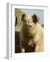 Free Range Organic Sow Portrait, Wiltshire, UK-T.j. Rich-Framed Photographic Print