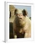 Free Range Organic Sow Portrait, Wiltshire, UK-T.j. Rich-Framed Photographic Print