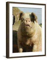 Free Range Organic Sow Portrait, Wiltshire, UK-T.j. Rich-Framed Photographic Print