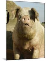 Free Range Organic Sow Portrait, Wiltshire, UK-T.j. Rich-Mounted Photographic Print