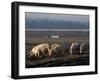 Free Range Pig Farming, Wiltshire, England, United Kingdom, Europe-Charles Bowman-Framed Photographic Print