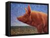 Free Range Pig-James W. Johnson-Framed Stretched Canvas