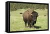 Free-Ranging Bison Bull on the Grasslands of Custer State Park in the Black Hills, South Dakota-null-Framed Stretched Canvas